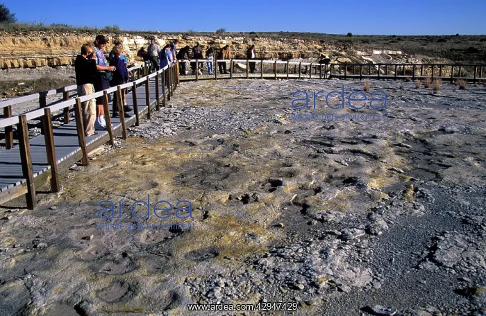 : Dinosaur tracks : Dinosaur tracks