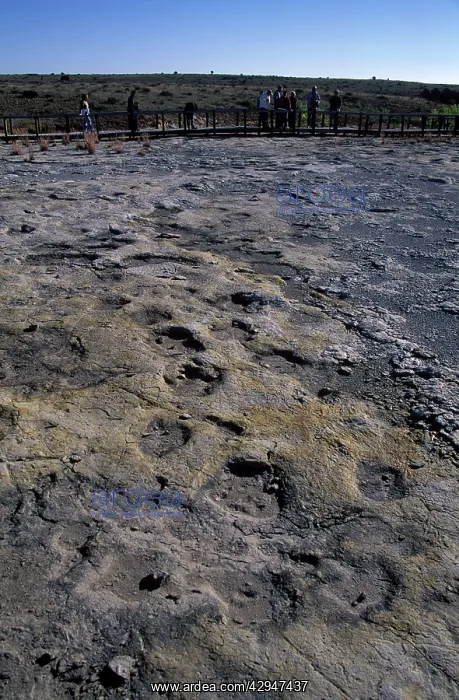 : Dinosaur tracks : Dinosaur tracks