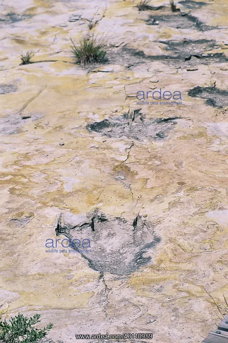 : Dinosaur tracks : Dinosaur tracks