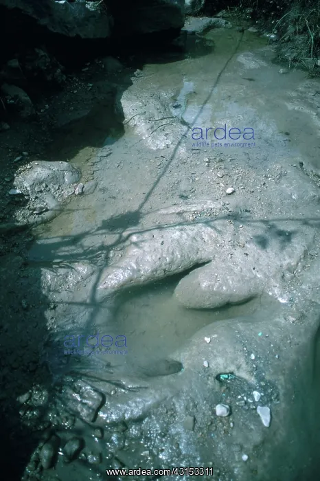: Dinosaur Tracks : Dinosaur Tracks