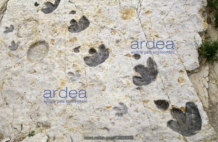 : DINOSAUR TRACKS - Dakota Fm. Early Cretaceous Ornithopod : DINOSAUR TRACKS - Dakota Fm. Early Cretaceous Ornithopod