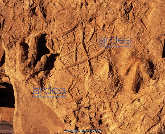 : Dinosaur tracks (Dinosaur footprints) : Dinosaur tracks (Dinosaur footprints)