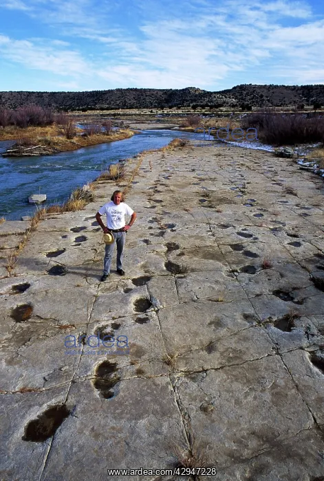 : Dinosaur tracks - Dr. Martin Lockley, geologist : Dinosaur tracks - Dr. Martin Lockley, geologist