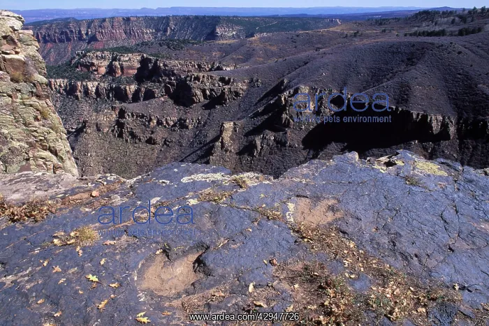 : Dinosaur Tracks - Footprints of a Theropod Dinosaur : Dinosaur Tracks - Footprints of a Theropod Dinosaur