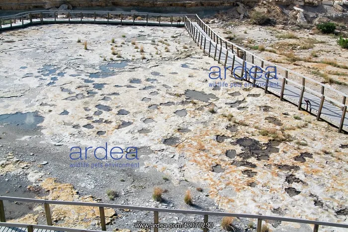 : Dinosaur tracks, New Mexico : Dinosaur tracks, New Mexico