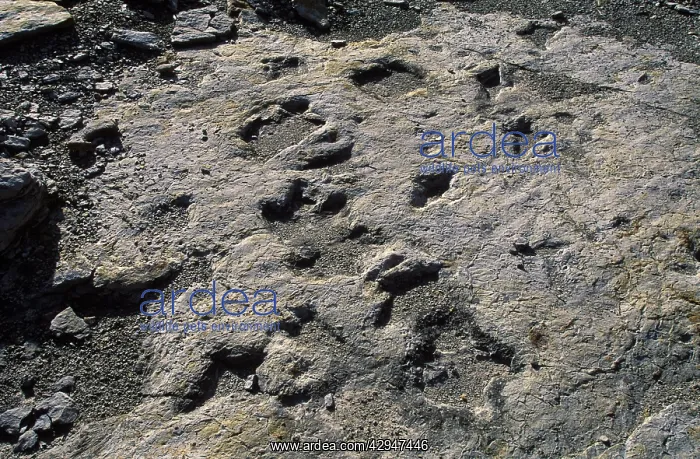 : Dinosaur Tracks: Ornithopod dinosaur tracks : Dinosaur Tracks: Ornithopod dinosaur tracks