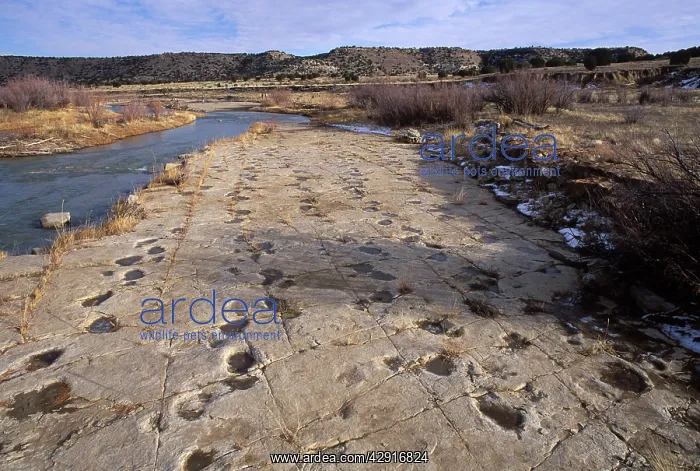 : Dinosaur tracks - Five parallel trackways of Apatosaurus : Dinosaur tracks - Five parallel trackways of Apatosaurus