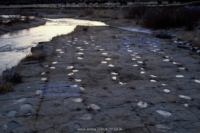 : Dinosaur tracks - Five parallel trackways of Apatosaurus : Dinosaur tracks - Five parallel trackways of Apatosaurus