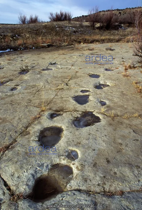 : Dinosaur tracks - Trackway of an Apatosaur (Brontosaur) : Dinosaur tracks - Trackway of an Apatosaur (Brontosaur)