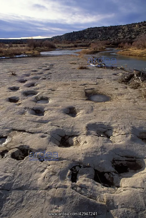  : Dinosaur tracks - Trackway of Apatosaurus (Brontosaur)
