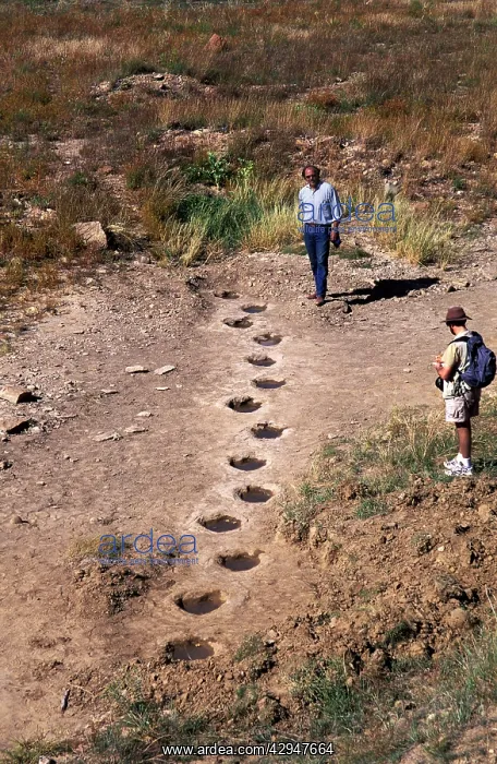 : Dinosaur trackway : Dinosaur trackway