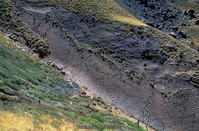 : Dinosaur trackways - Chile : Dinosaur trackways - Chile
