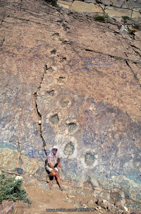  : Dinosaur trackways - Chile