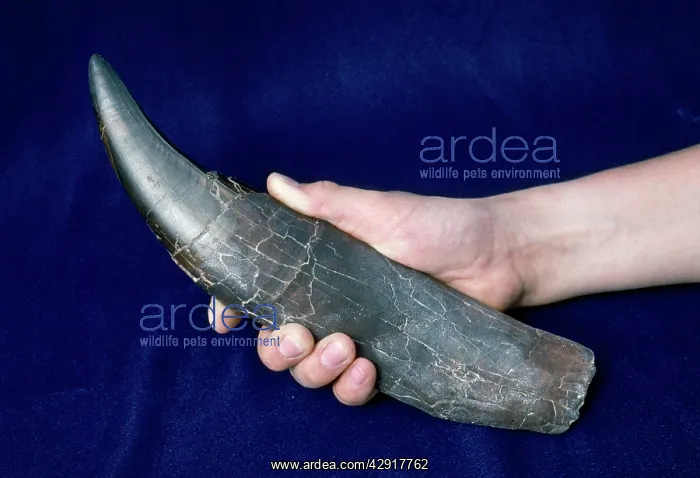 : DINOSAUR - Tyrannosaurus Rex Tooth : DINOSAUR - Tyrannosaurus Rex Tooth