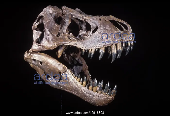: Dinosaur: Tyrannosaurus rex. Upper Cretaceous : Dinosaur: Tyrannosaurus rex. Upper Cretaceous