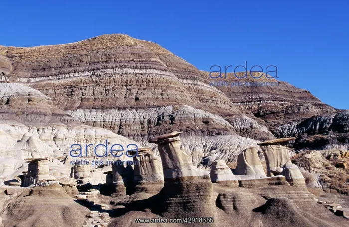 : Dinosaur Valley - Horseshoe Canyon Formation, cretaceous : Dinosaur Valley - Horseshoe Canyon Formation, cretaceous