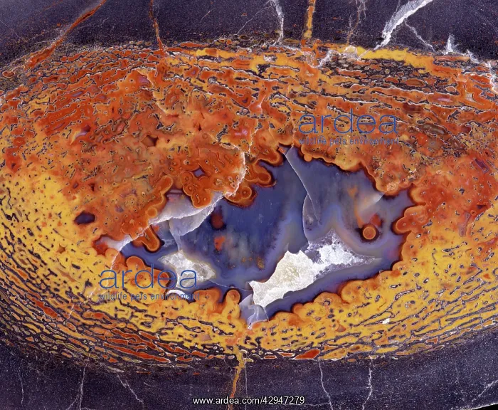: Dinosaurs - Agatized bone : Dinosaurs - Agatized bone