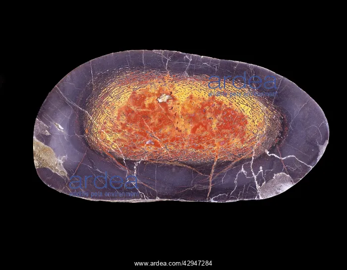 : Dinosaurs - Agatized bone : Dinosaurs - Agatized bone