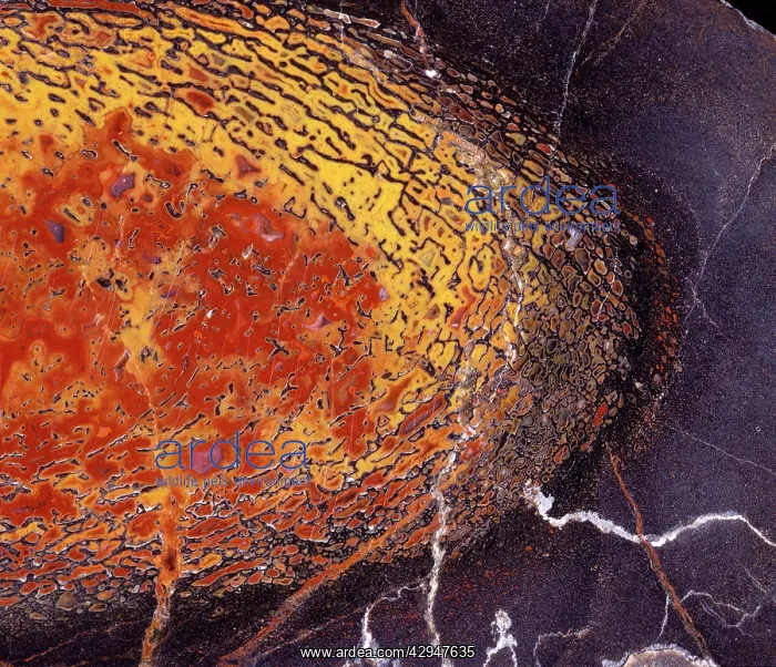: Dinosaurs - Agatized bone : Dinosaurs - Agatized bone