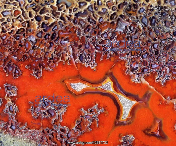 : Dinosaurs - Agatized bone : Dinosaurs - Agatized bone