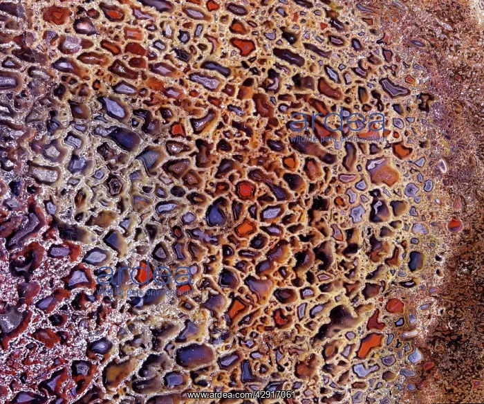  : Dinosaurs - Agatized boneClose-up of a polished