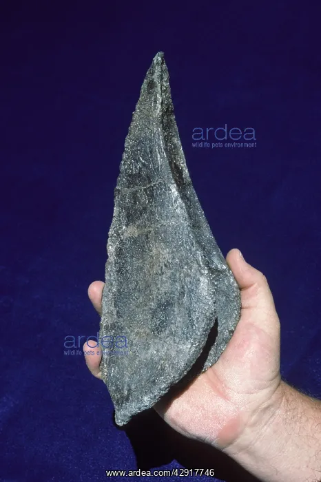 : Dinosaurs - Ankylosaurs - Armored dinosaurs : Dinosaurs - Ankylosaurs - Armored dinosaurs