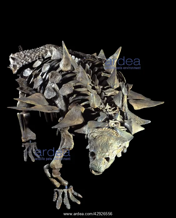 : Dinosaurs: Ankylosaurs (armored dinosaurs) : Dinosaurs: Ankylosaurs (armored dinosaurs)