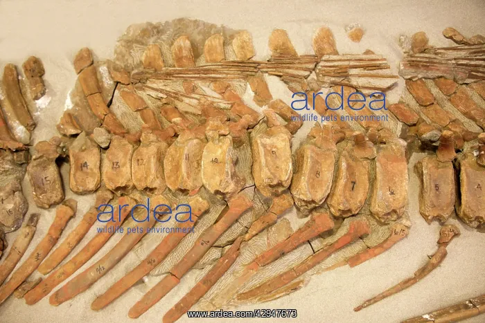 : Dinosaurs: caudal vertebrae of a Hadrosaur ('Duck-billed : Dinosaurs: caudal vertebrae of a Hadrosaur ('Duck-billed