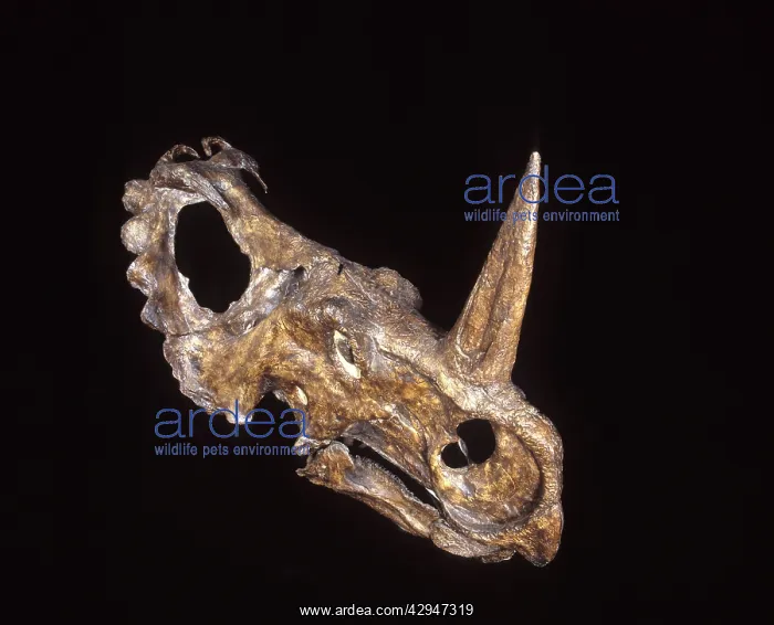 : Dinosaurs - Ceratopsians : Dinosaurs - Ceratopsians