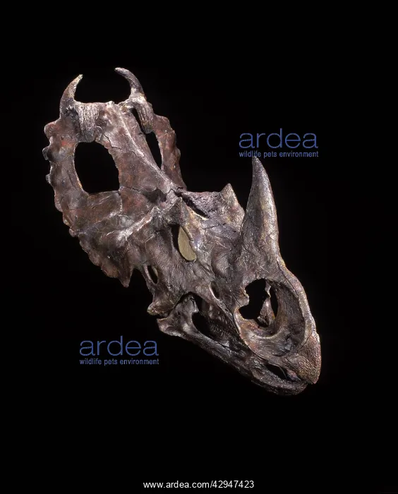 : Dinosaurs - Ceratopsians : Dinosaurs - Ceratopsians
