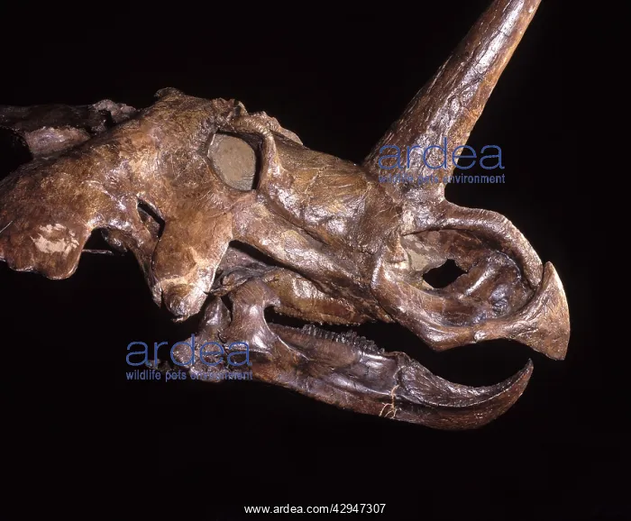 : Dinosaurs - Ceratopsians - Horned dinosaurs : Dinosaurs - Ceratopsians - Horned dinosaurs