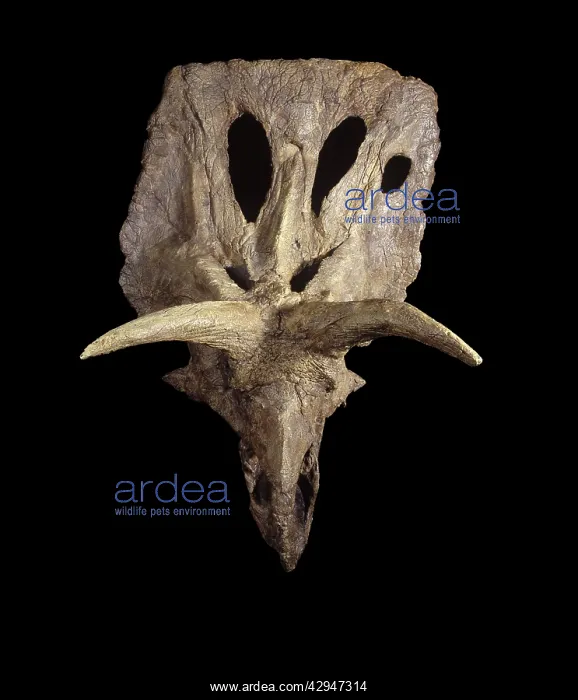 : Dinosaurs - Ceratopsians - Horned dinosaurs : Dinosaurs - Ceratopsians - Horned dinosaurs