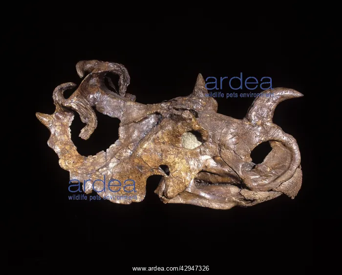 : Dinosaurs - Ceratopsians - Horned dinosaurs : Dinosaurs - Ceratopsians - Horned dinosaurs