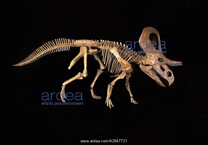 : Dinosaurs - Ceratopsians - Horned dinosaurs - Zuniceratops : Dinosaurs - Ceratopsians - Horned dinosaurs - Zuniceratops