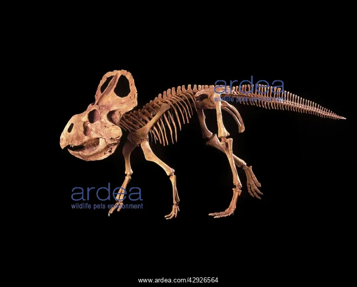 : Dinosaurs - Ceratopsians - Protoceratops : Dinosaurs - Ceratopsians - Protoceratops