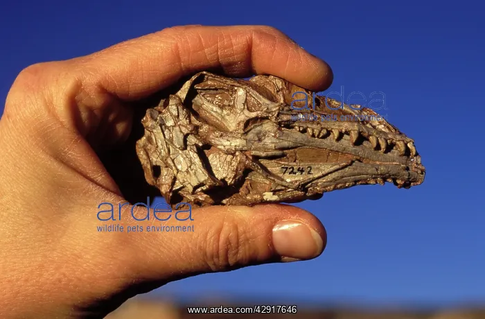  : Dinosaurs: Coelophysis, a small Theropod (carnivorous
