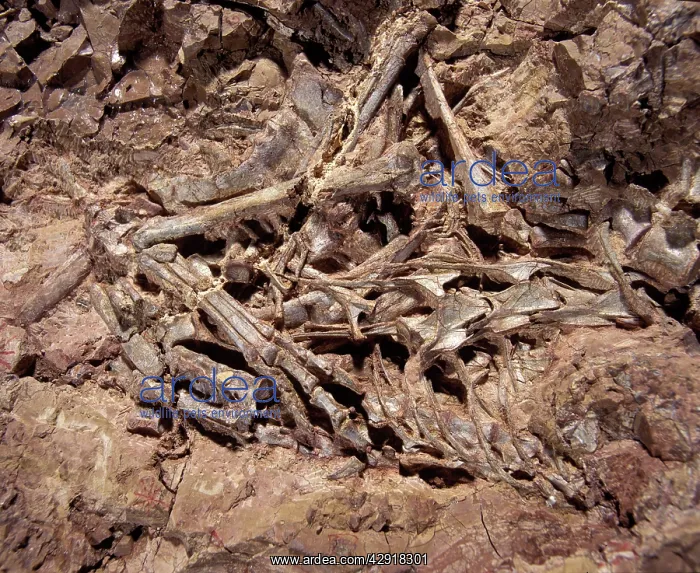 : Dinosaurs: Coelophysis, a small Theropod (carnivorous : Dinosaurs: Coelophysis, a small Theropod (carnivorous