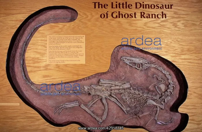: Dinosaurs: Coelophysis, a small Theropod (carnivorous : Dinosaurs: Coelophysis, a small Theropod (carnivorous