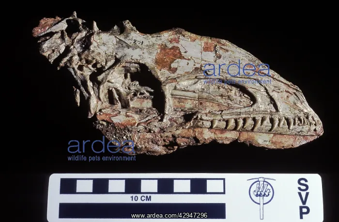 : Dinosaurs: Coelophysis, a small Theropod (carnivorous : Dinosaurs: Coelophysis, a small Theropod (carnivorous