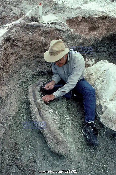: Dinosaurs - Digs : Dinosaurs - Digs