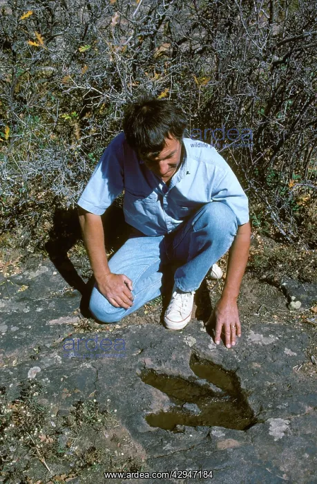  : Dinosaurs: footprint of a large Theropod (meat