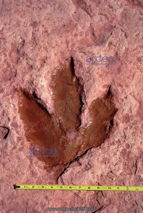 : Dinosaurs: footprint of a Theropod dinosaur (meat : Dinosaurs: footprint of a Theropod dinosaur (meat