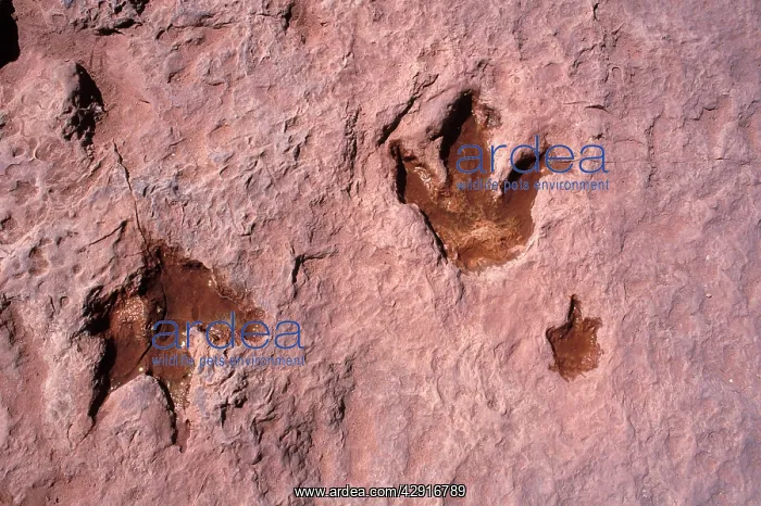 : Dinosaurs: footprint of Theropod dinosaurs (meat : Dinosaurs: footprint of Theropod dinosaurs (meat