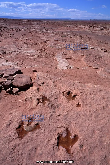 : Dinosaurs: footprint of Theropod dinosaurs (meat : Dinosaurs: footprint of Theropod dinosaurs (meat