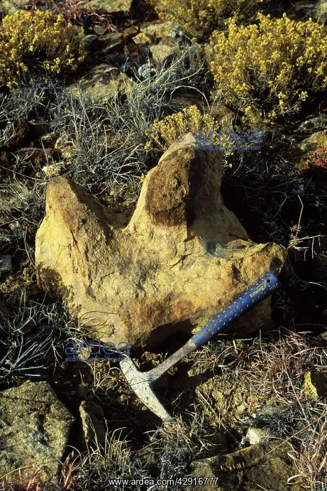 : Dinosaurs - footprints - Natural cast of footprint : Dinosaurs - footprints - Natural cast of footprint