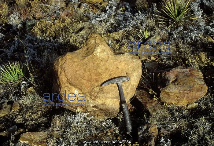 : Dinosaurs - footprints - Natural cast of footprint : Dinosaurs - footprints - Natural cast of footprint