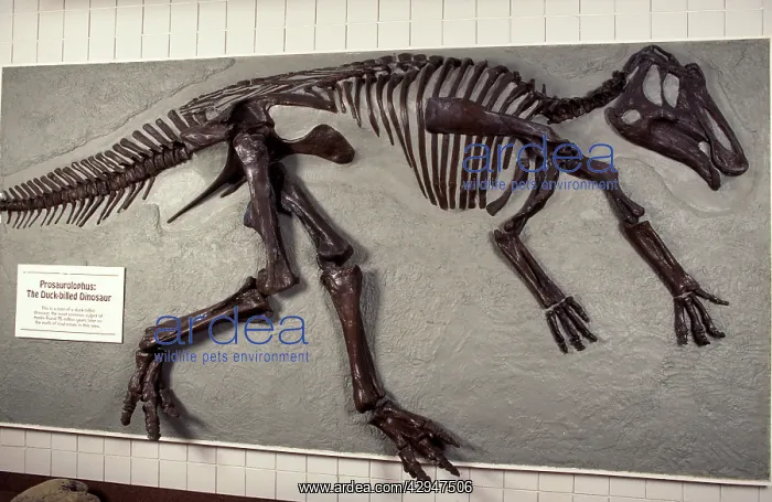 : Dinosaurs: Hadrosaur or Duck-billed dinosaur : Dinosaurs: Hadrosaur or Duck-billed dinosaur