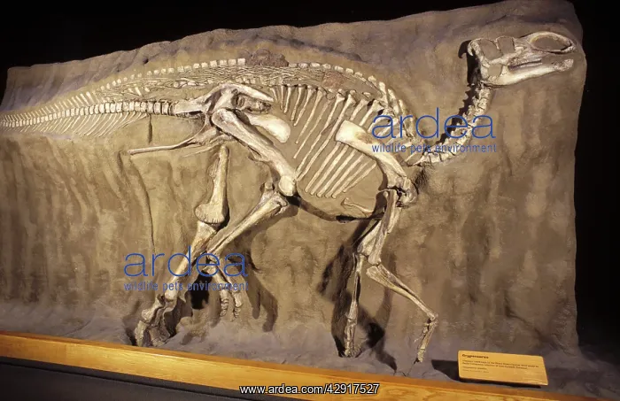 : Dinosaurs - Hadrosaurs - (Duck-billed dinosaurs) : Dinosaurs - Hadrosaurs - (Duck-billed dinosaurs)