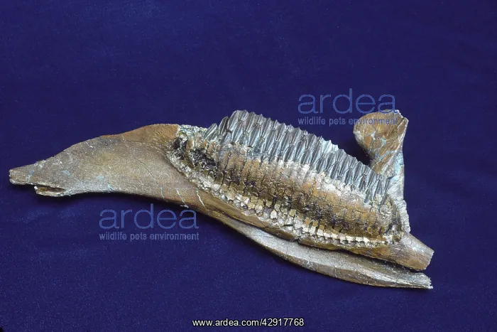 : Dinosaurs - Hadrosaurs jaw : Dinosaurs - Hadrosaurs jaw