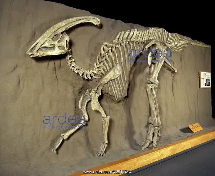 : Dinosaurs - Hadrosaurs - Parasaurolophus : Dinosaurs - Hadrosaurs - Parasaurolophus